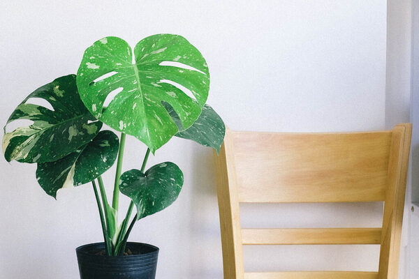 ต้นไม้ปลูกในบ้าน-มอนสเตอร่า