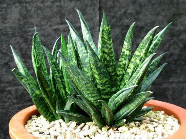 ต้นไม้ปลูกในบ้าน-ลิ้นมังกร