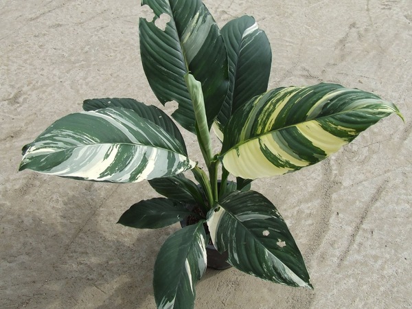 ต้นไม้ปลูกในบ้าน-เดหลี