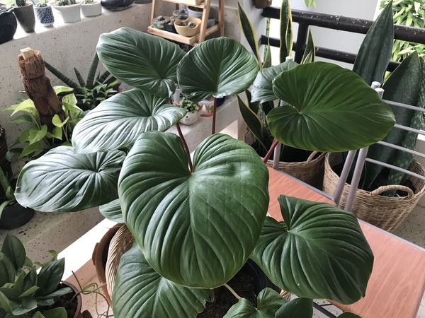 ต้นไม้ปลูกในบ้าน-เสน่ห์จันทร์แดง