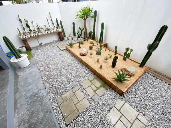 ออกแบบสวน-กระบองเพชร