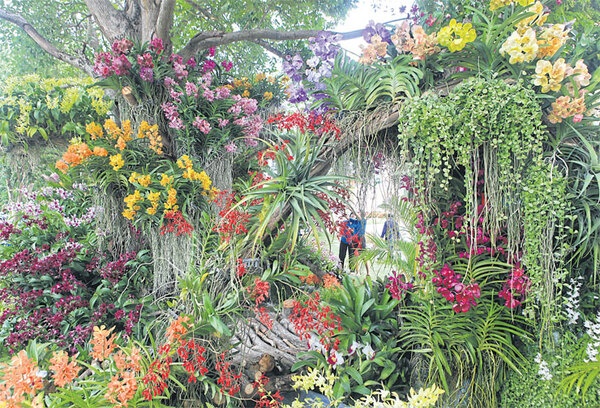 ออกแบบสวน-สวนกล้วยไม้