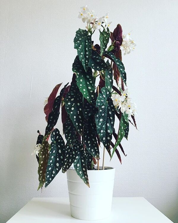 ต้นไม้ปลูกในห้องน้ำ-บีโกเนีย