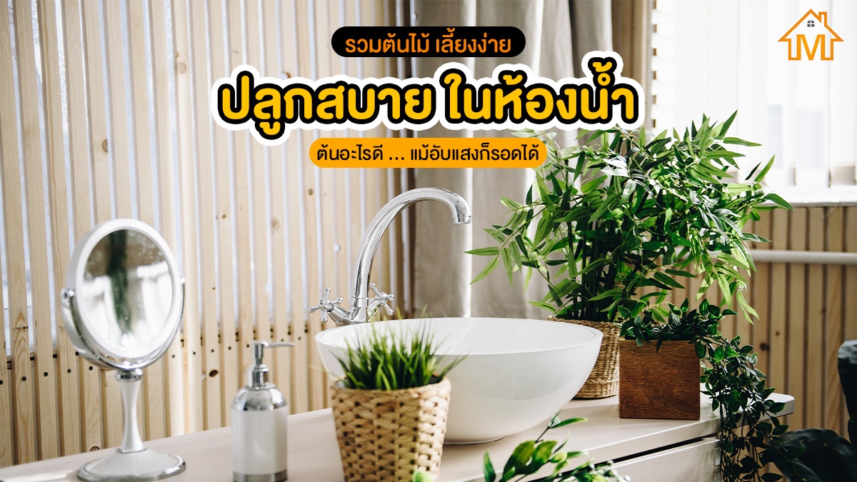 ต้นไม้ปลูกในห้องน้ำ