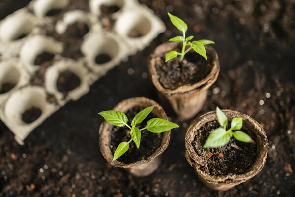 ลดค่าไฟฟ้า-ปลูกต้นไม้รอบบ้าน