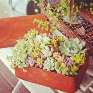 สวนแคคตัส