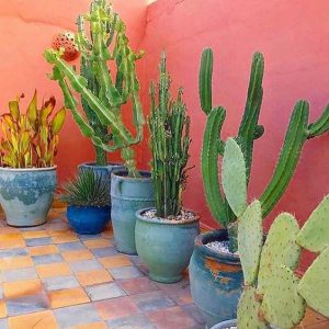 สวนกระบองเพชร