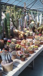 สวนแคคตัส