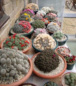 สวนแคคตัส