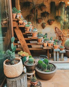 สวนแคคตัส