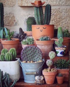 สวนแคคตัส