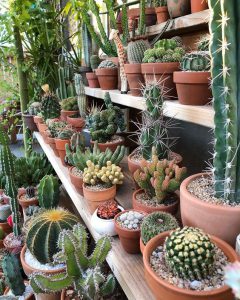 สวนกระบองเพชร