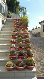 สวนแคคตัส