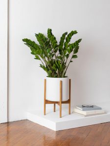 ต้นไม้มงคลปลูกหน้าบ้าน