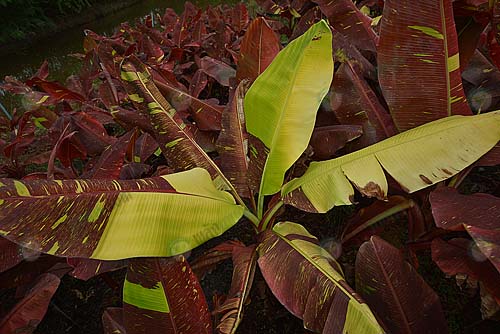 ต้นใบด่าง