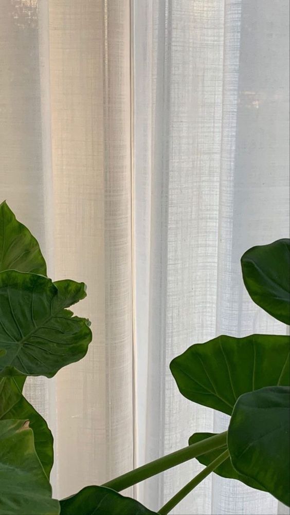 ผ้าม่านหน้าต่าง
