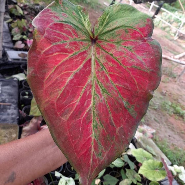 บอนด่างทุกชนิด