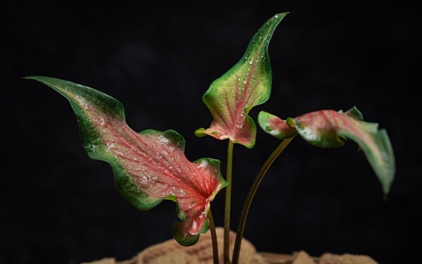 บอนด่างทุกชนิด