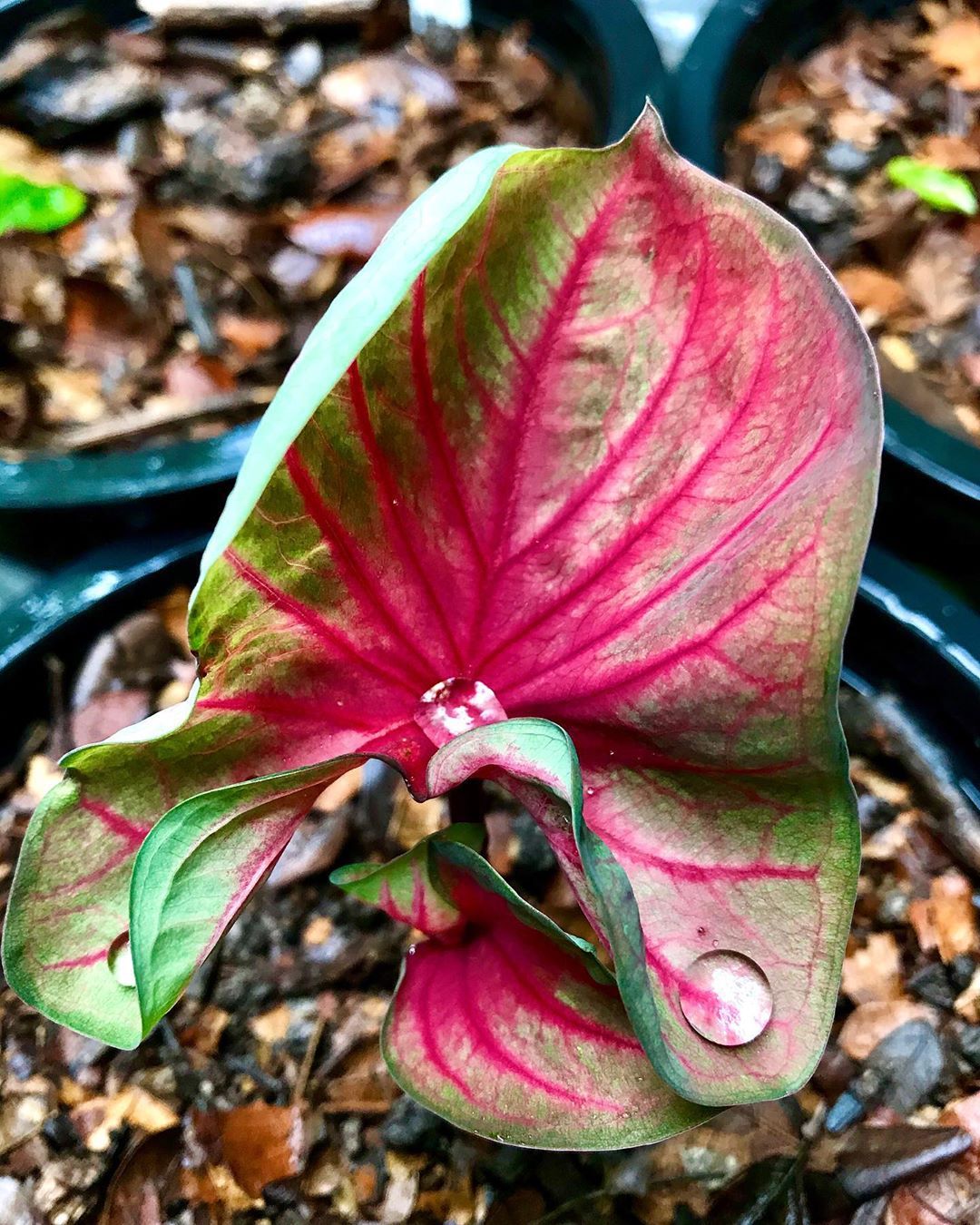 บอนด่างทุกชนิด