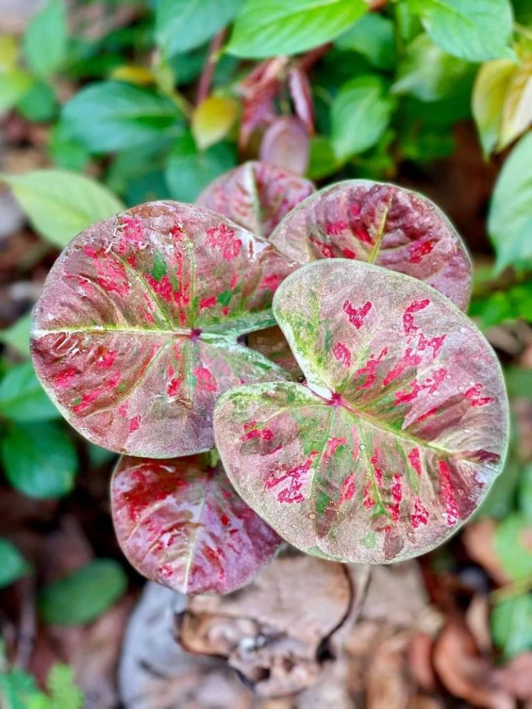 บอนด่างทุกชนิด